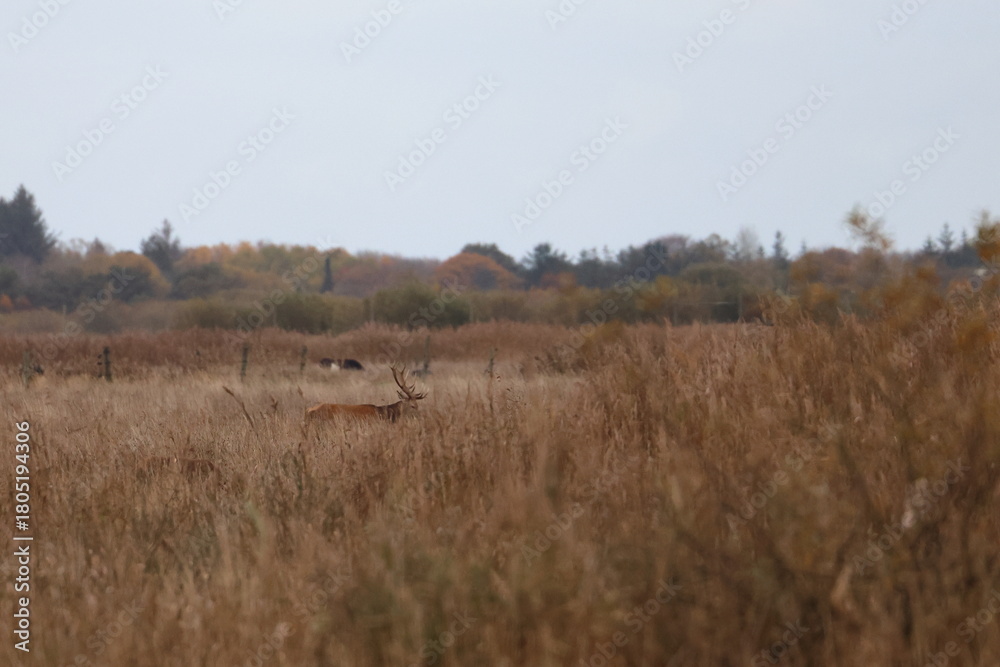 Naklejka premium wetland