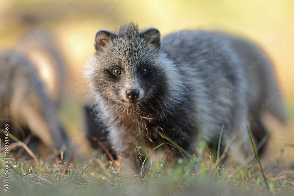 Naklejka premium Jenot (Nyctereutes) raccoon dog
