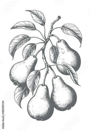 Vintage hand drawn pear branch in engraving style. Retro hand-drawn pear fruits on a leafy branch.
