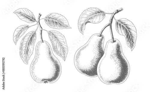 Vintage hand drawn pear branch in engraving style. Retro hand-drawn pear fruits on a leafy branch.
