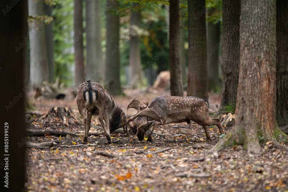 Fototapeta premium Dama dama and an important period of the year, the female rut. 