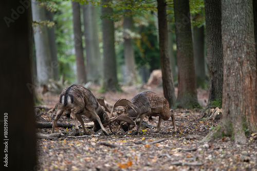 Dama dama and an important period of the year, the female rut. 