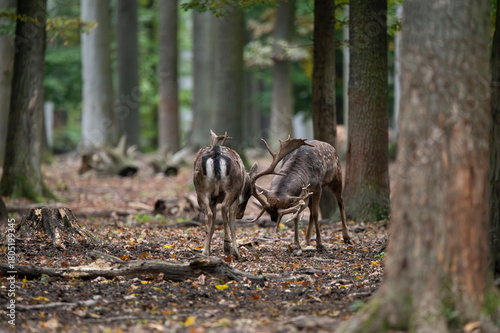 Dama dama and an important period of the year, the female rut. 
