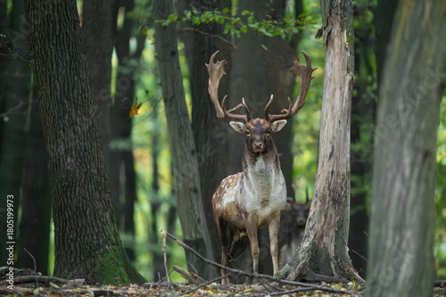 Dama dama and an important period of the year, the female rut. 