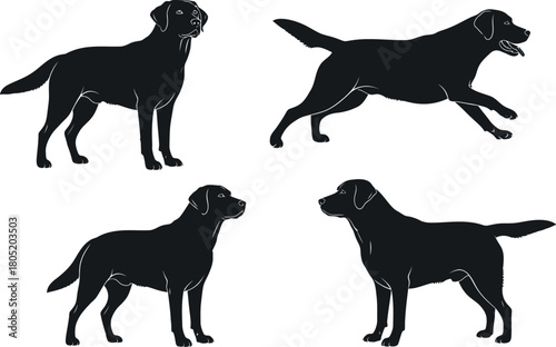Labrador retriever dog breed illustration vector art black and white line drawing pet animal canine design