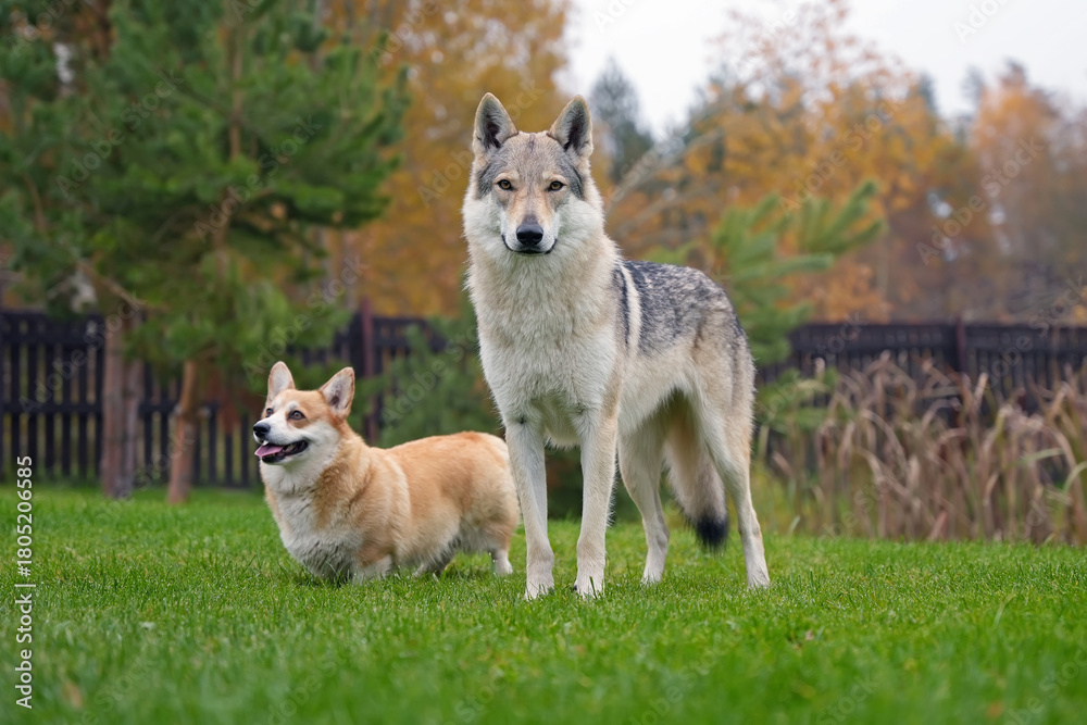 Fototapeta premium Adorable yellowish-grey Czechoslovakian Wolfdog posing outdoors standing next to a fawn and white Welsh Corgi Pembroke dog on a green grass in autumn garden