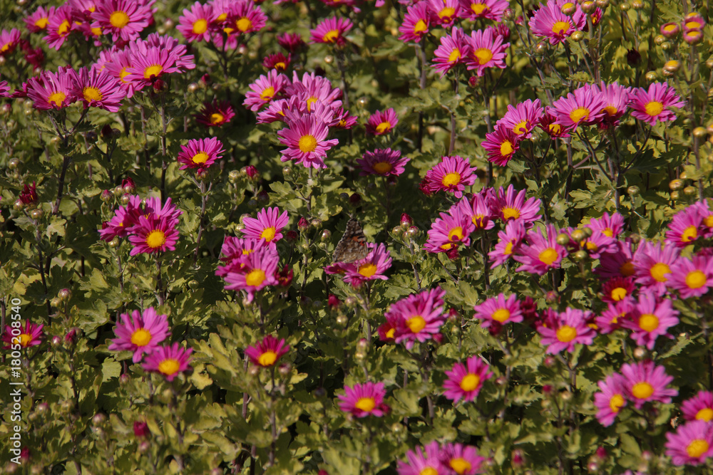 Fototapeta premium A collection of pink flowers and a butterfly sitting on them