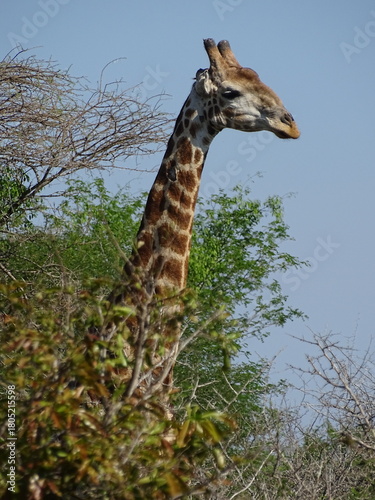 Photography Afrikanische Giraffe