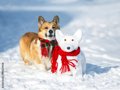 A cute corgi dog in a warm scarf walks in a winter park next to a dog-shaped snowman