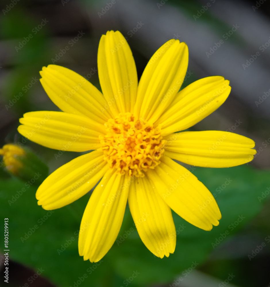 Fototapeta premium Blooming arrow leaf balsamroot flower.