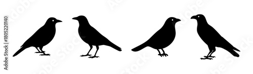 Four black bird silhouettes, vector graphic illustration