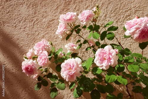 Soft Pink Roses Blooming Against a Textured Wall in Bright Sunlight