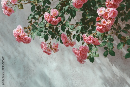 Blooming Pink Roses Climbing a White Wall During a Sunny Afternoon in a Tranq...