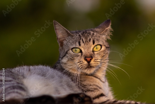 Wallpaper Mural Portrait of a cat on the roof of a house at sunset Torontodigital.ca