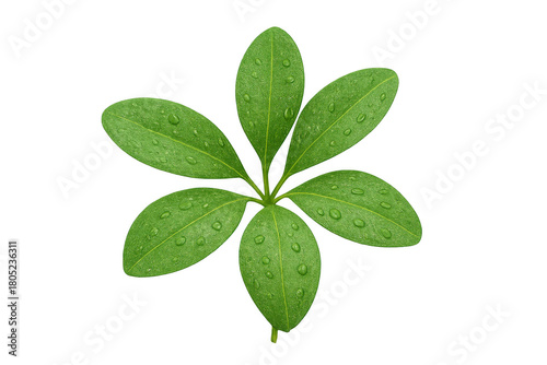 Green schefflera leaf with fresh water drops, representing nature, growth, and freshness, isolated on transparent background