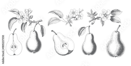 Hand drawn pear engraving collection. Vintage pear fruit and flower sketch.