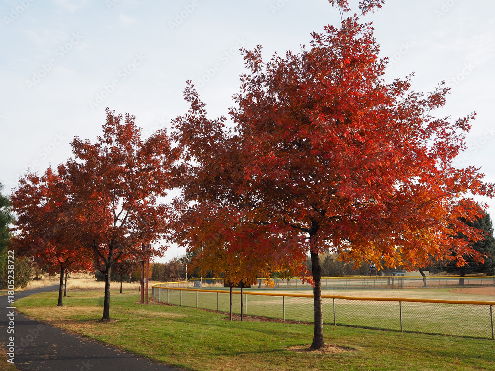 Naklejka premium Morning sunrise lights up the trees in their fall glory with a walking path passing underneath them in a local park.