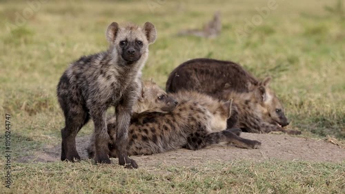 Young spotted hyena pup stares at camera near den in Masai Mara