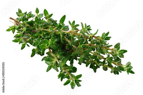 Fresh thyme sprigs. Close-up view of a bunch of vibrant green thyme leaves and stems,  isolated on black