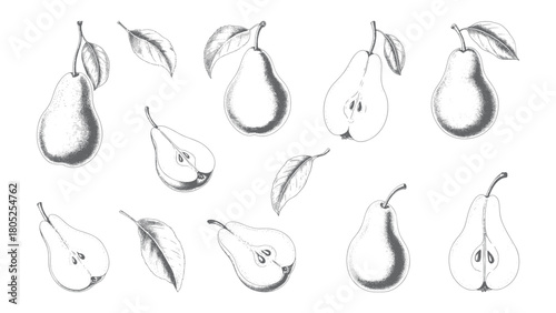 Vintage botanical pear illustrations in classic engraving look. Engraved pear fruits set with botanical slices and leaves.