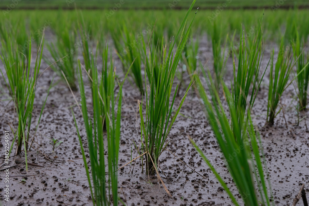 Obraz premium Young rice plants growing in a wet paddy field, surrounded by small earthworm mounds that naturally enrich the soil and support healthy crop growth.