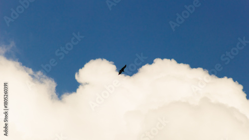 A bird flying in the cloudy sky