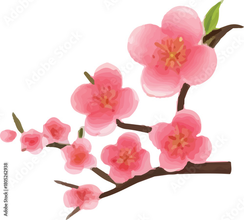Delicate pink cherry blossoms blooming on a branch against a white background, perfect for spring designs and elegant floral accents, bringing a touch of serenity