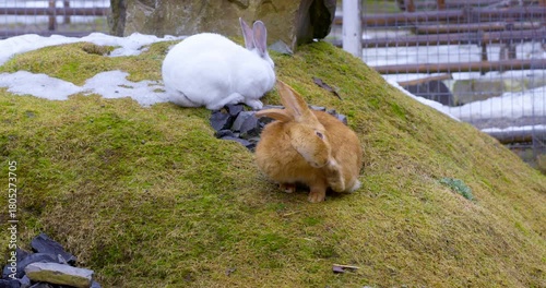 Adorable Rabbits Grazing on Snowy Grass Hill in Winter