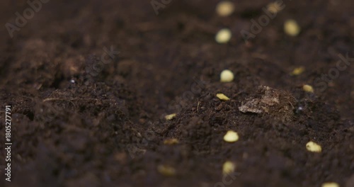Close-up of Hand Planting Seeds in Soil for Gardening