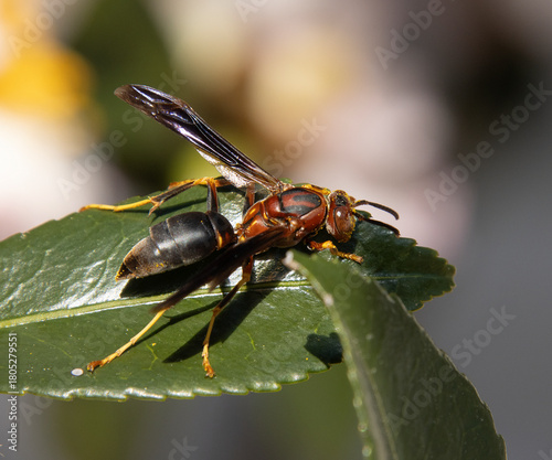 Wasp on a Late Season Camelia Bush Leaf
