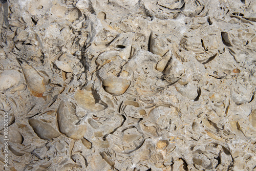 Shell Encrusted Rock