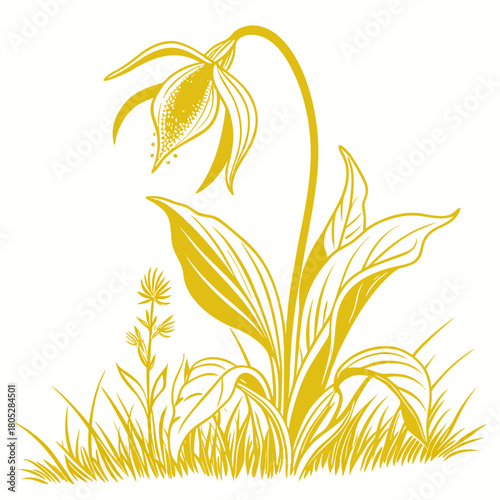  yellow skunk cabbage on white background 