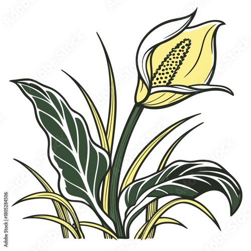  yellow skunk cabbage on white background 