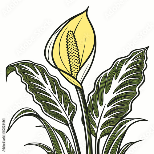  yellow skunk cabbage on white background 