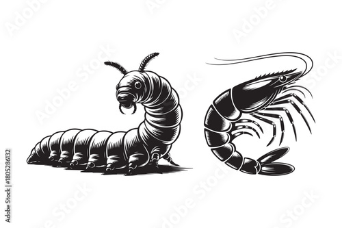 Vintage illustration of a caterpillar and a shrimp