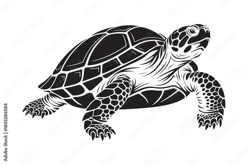 Fototapeta premium Detailed black and white illustration of a sea turtle