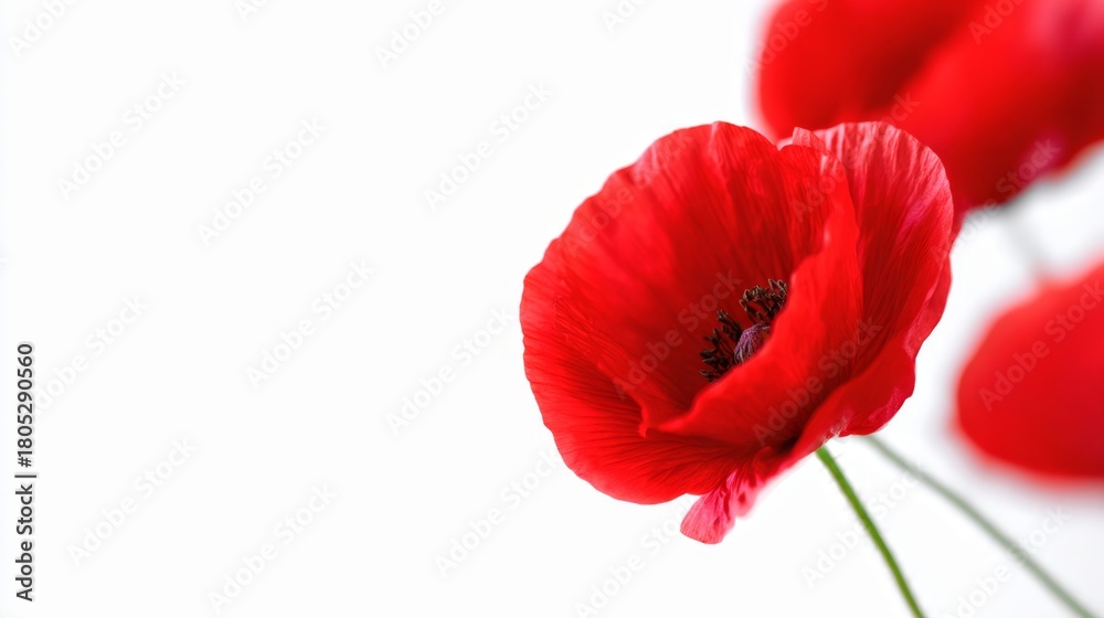 Obraz premium A beautiful red poppy flower showcases its delicate petals against a white background. The vibrant color evokes feelings of joy and inspiration. Perfect for nature and floral themes. AI