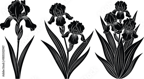 Fotografija Collection of three black iris flower silhouettes with detailed white lines botanical flat vector illustration isolated on white background