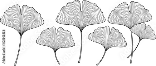 Slika na platnu Set of hand drawn Ginkgo biloba leaves botanical line art vector illustration isolated on white background for design
