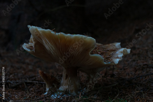 Grey mushroom, Clouded agaric, also known as Cloud funnel, in a dark pine forest