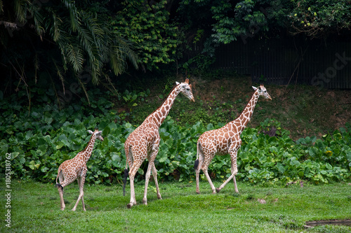 Giraffe family on a green field in a natural environment