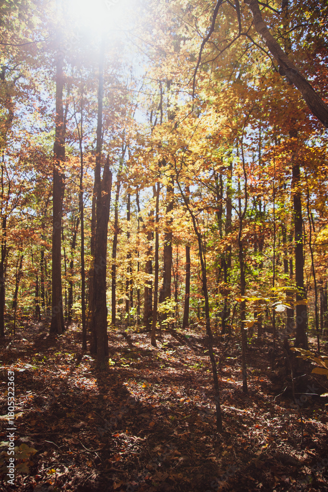 Fototapeta premium autumn forest in the morning