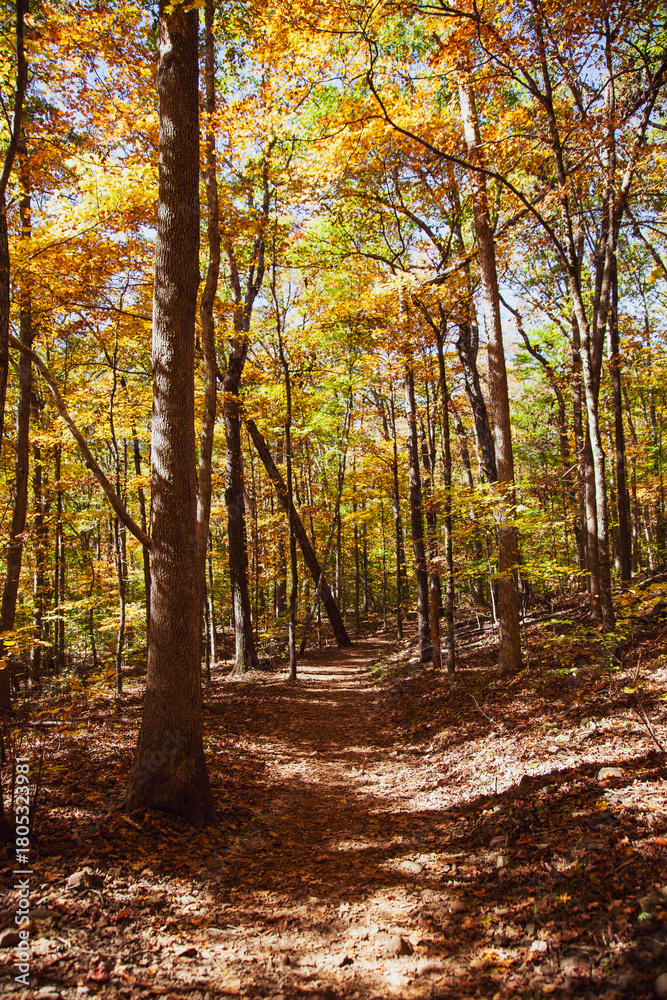 Fototapeta premium autumn forest in the morning