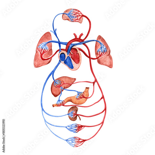 Cardiovascular System Watercolor Illustration ⁠

