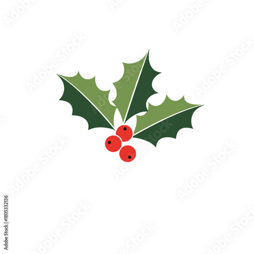 Holly leaves and berries illustration on white background  