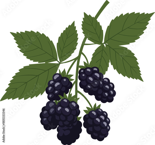 Blackberry branch with ripe dark purple berries and green leaves detailed vector illustration natural design 