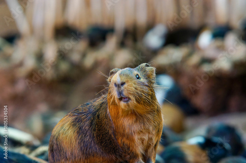 Guinea pig in nature