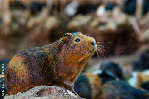 Guinea pig in nature