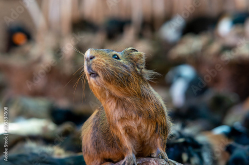 Guinea pig in nature