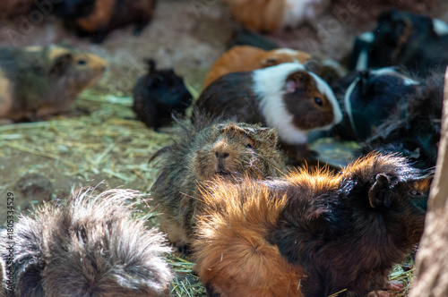 Guinea pig in nature